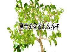 虎纹蛙、鱼、林生态种养试验