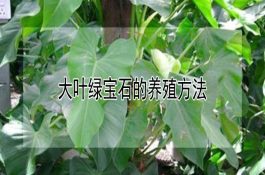 丰抗8号（小麦）