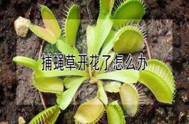 如何防治鱼类“毒水症”