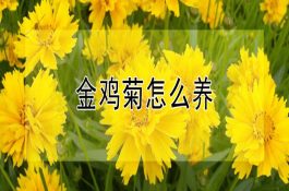 河蟹苗种放养技术