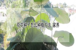一年两季鱼塘管理技术