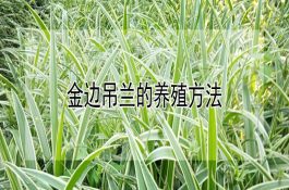 金边吊兰的养殖方法（详解）