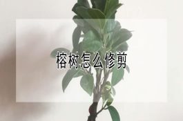 芝麻茎点枯病如何选药防治