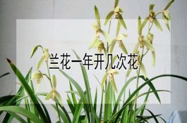兰花一年开几次花（详解）
