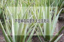 京华香黑水稻