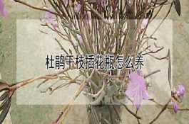 无公害水稻的结实期养分管理