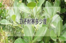 建鲤选种保种
