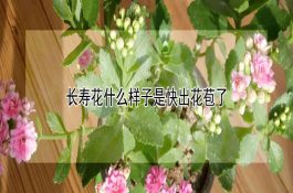 异育银鲫土池人工繁殖技术