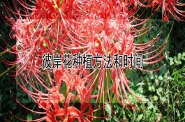 鱼类暴发性死亡的原因和对策