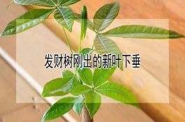 黄鳝体内寄生虫的驱杀