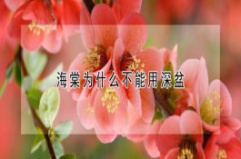 罗氏沼虾为什么会这样？主要原因分析