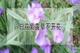 鲤科热带鱼如何繁殖？