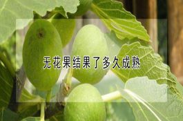 稻田养殖中华绒螯蟹技术 稻田养殖中华绒螯蟹技术