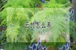 泥鳅木箱养殖方法