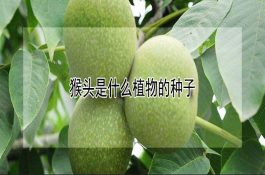 猴头是什么植物的种子