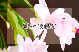 常见几种鱼的饲料配方十法