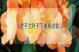 虾仁豆腐羹
