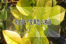 提高种鹅交配率3招