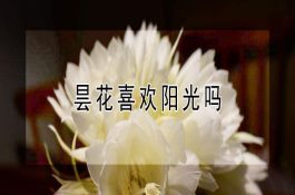 水稻分蘖期管理措施要点