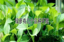 甜糯玉米津农（甜）4玉米种子