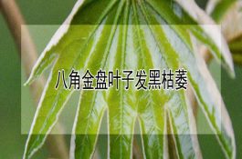 夏季如何饲养肉鹅