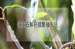 番鸭爆发霍乱的诊治