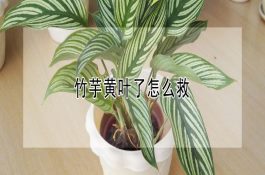 克丰七号（小麦）