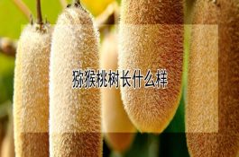 猕猴桃树长什么样 猕猴桃树长什么样
