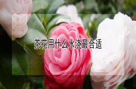 速冻大银鱼的加工