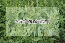 狮头鹅几种常见非病原性死亡的原因与防制