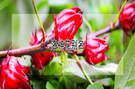 影响鸭产蛋的原因分析与防制对策