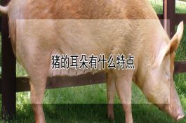 绵阳30号(小麦)