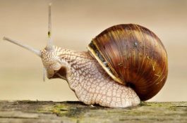 秋冬季慎防河蟹死亡