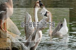 红椒爆鲜虾