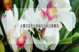 春季罗非鱼养殖之种苗的投放与管理技术