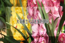 大花蕙兰可以在室外养吗 大花蕙兰可以在室外养吗
