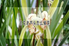 龙鱼繁殖的注意事项