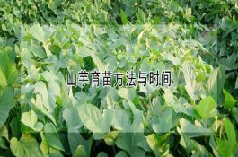 洪泽湖蟹