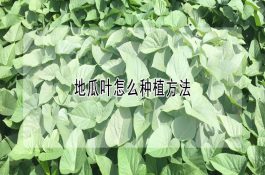 蟹池适时栽种伊乐藻