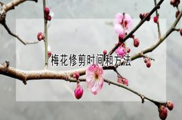 水稻种植如何选用良种