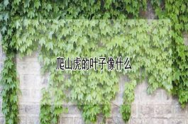 小麦冬季管理技术