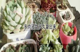 罗非鱼斜管虫病防治