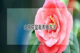 中草药防治鱼病八项注意