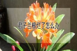 常见的金鱼疾病发病早期症状表现