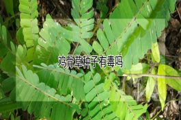 浙原18（大麦）