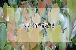 红塔区当前水稻生产水分管理技术