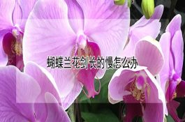 鱼复口吸虫病