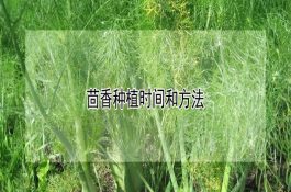 茴香种植时间和方法（详解）