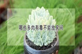 怎样繁殖炮弹鱼