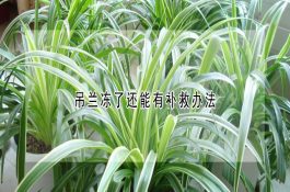 水稻灌浆期注意预防生理性青枯死苗